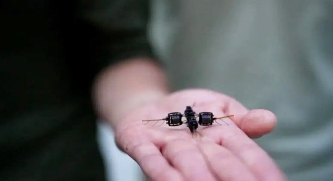 Kızıl Gezegen'de çiçek açacak