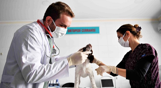 Konyaaltı'nın hayvanları kışı sıcak geçiriyor