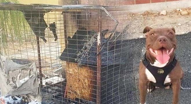 Köpeği kulübesinde yakarak öldüren sanık tutuklandı