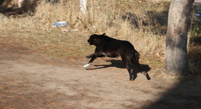Köpeğin saldırısına uğrayan Zeynep yaralandı