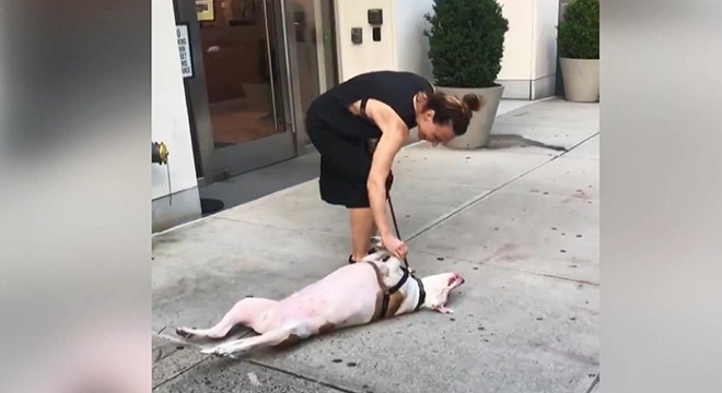 Köpeğin 'yürüyüş inadı' milyonları güldürdü