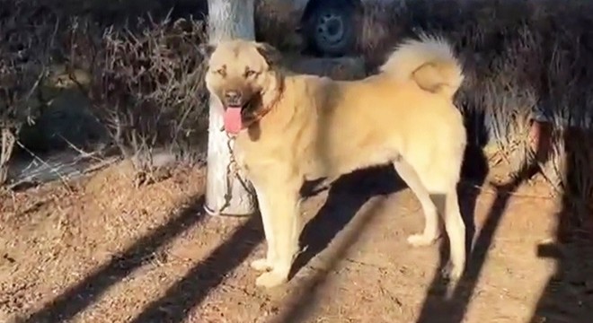 Köpek dövüşüne jandarma baskını