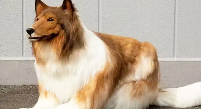Köpek olmak için servet ödedi, ilk park gezisini paylaştı