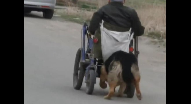 Köpek, sahibinin ‘yol arkadaşı' oldu