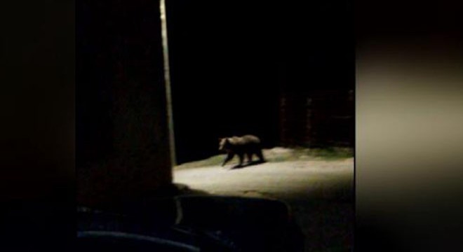 Kosova'da gündem 'ayı'