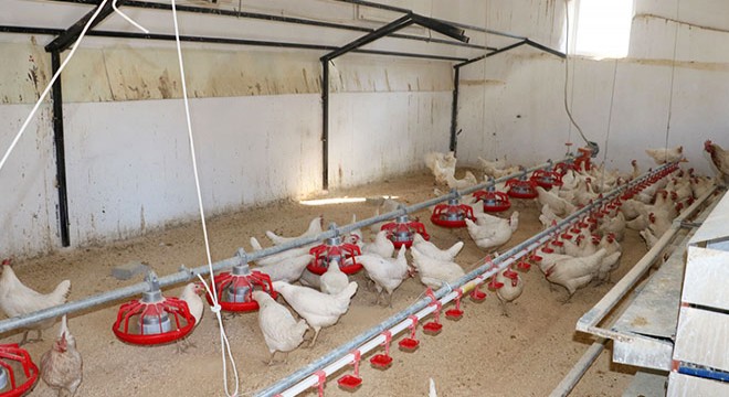 Kümesten sağlanan yumurtalar öğrencilere burs oldu