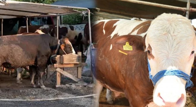 Kurban pazarında fiyatlar uçuyor