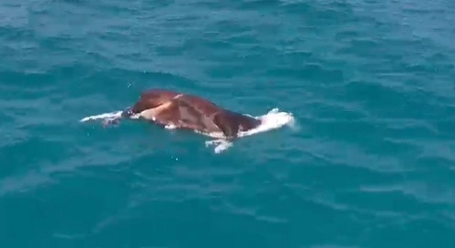 Kurbanda kaçtı, denizde ölüsü bulundu