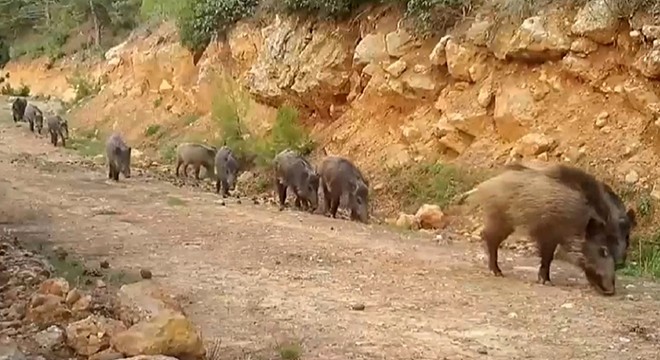 Kurt, vaşak ve domuz sürüsü fotokapanla görüntülendi