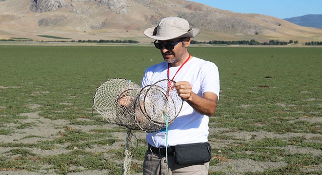 Kuruyan göl, koyunlara otlak oldu