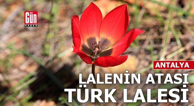 Lalenin atası Türk lalesi