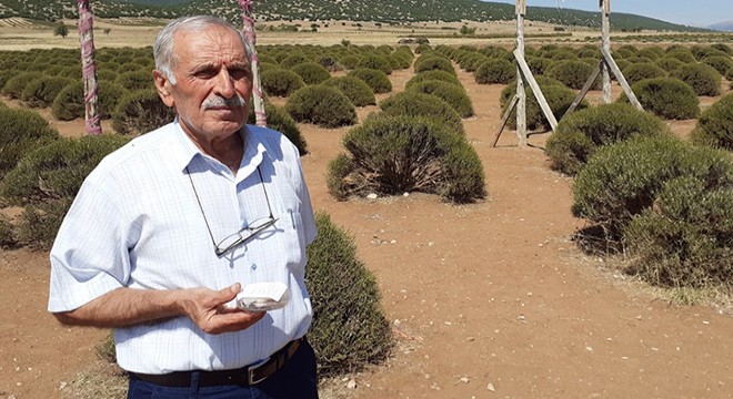 Lavanta bahçesinde bulunan kutunun sahibi çıkmadı