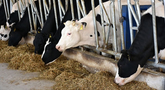 MAKÜ Türkiye'nin embriyo üretim izni alan ilk üniversitesi oldu