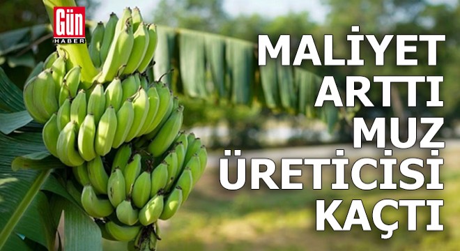 Maliyet arttı, muz üreticisi kaçtı