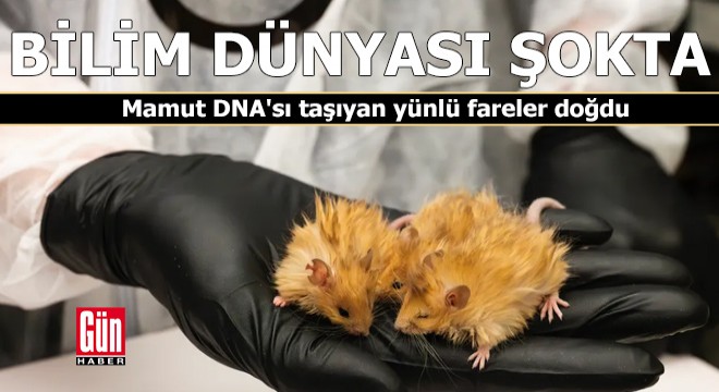 Mamut DNA'sı taşıyan yünlü fareler doğdu