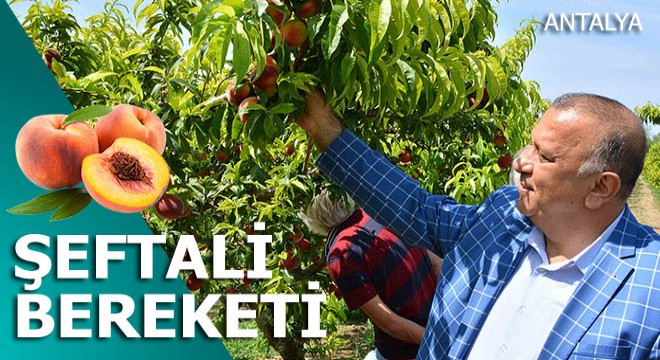 Manavgat şeftalisi AVM'lere ve ihracata gidiyor