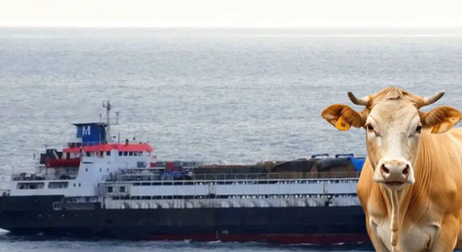 Marmara'da sığır dramı: 50 gündür bekliyorlar