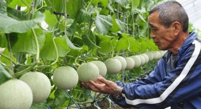 Masaj yaparak yetiştiriyorlar: Tanesi 28 bin TL'den satışta