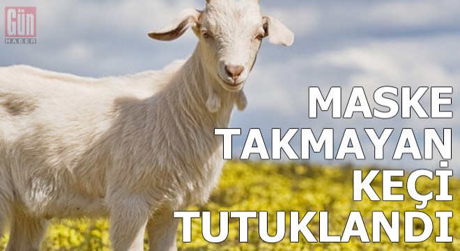 Maske takmayan keçi tutuklandı