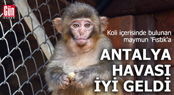 Maymun 'Fıstık'a Antalya havası iyi geldi
