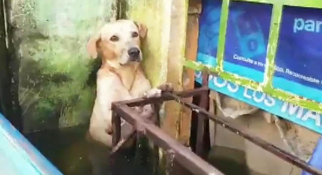 Meksika’da selden kurtarılan köpeğin görüntüleri viral oldu