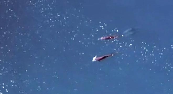 Meksika’da yunusların 'nadir anları' dronla görüntülendi