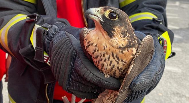 Misinalı tuzağa yakalanan gökdoğan doğaya bırakıldı