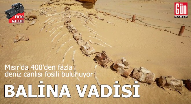 Mısır'da 400'den fazla deniz canlısı fosili bulunuyor: Balina Vadisi