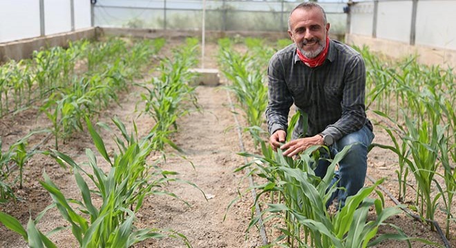 Mısırda kuraklığa dayanıklı tür ıslahında başarı