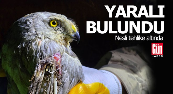 Nesli tehlike altındaki yırtıcı yaralı halde bulundu