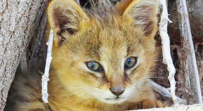 Nesli tükenme tehlikesindeki saz kedisi görüntülendi
