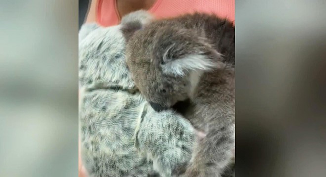 Öksüz koala, oyuncak ayıyı annesi zannetti