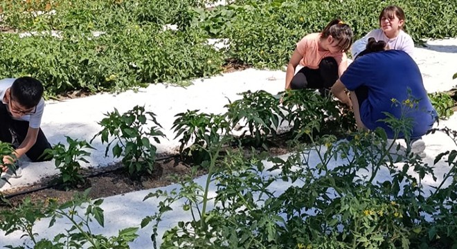Okul bahçesinde öğrencilerin hasat heyecanı