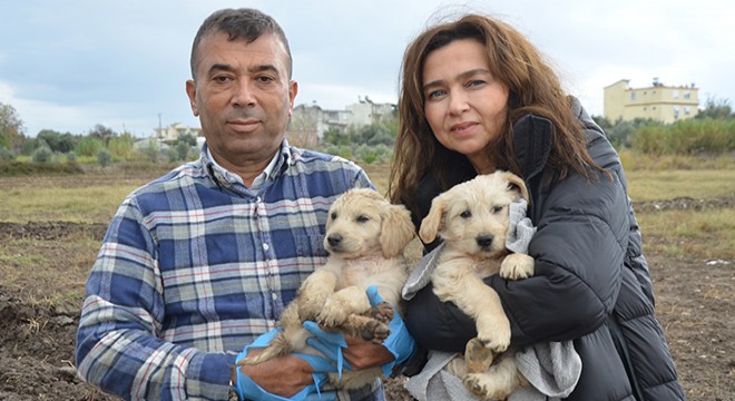 Öldürülen köpeğin bir yavrusu daha sağ bulundu