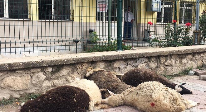 Ölen 6 kuzusunu, İlçe Tarım Müdürlüğü önüne bıraktı