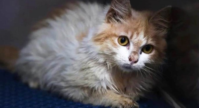 Ölümcül 'kedi virüsü' hızla yayılıyor