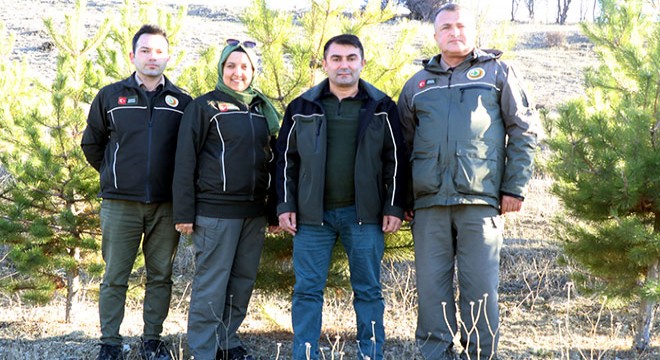 Ormancılardan kaçak çam kesimine karşı nöbet