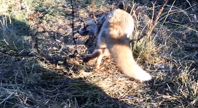 Ormanda dikenli tele takılan yavru tilki kurtarıldı
