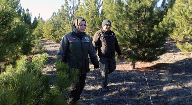 Ormanda, 'yılbaşı ağacı' nöbeti