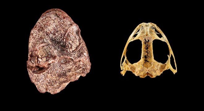 Paleontologlar, bir fosile kurbağa Kermit’in adını verdi