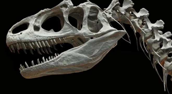 Patagonya’da dinozor avcısı timsah fosili bulundu