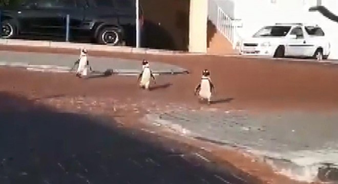 Penguenlerin sokaklarda dolaştığı anlar kamerada