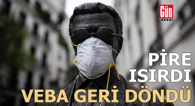 Pire ısırdı: Veba geri döndü