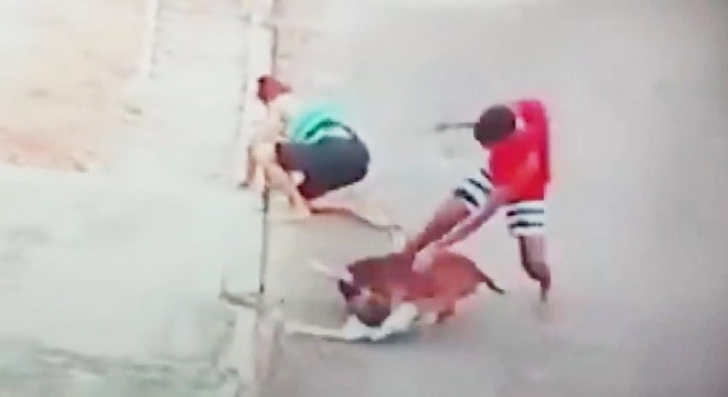 Pitbull saldırısına uğrayan çocuğu böyle kurtardı