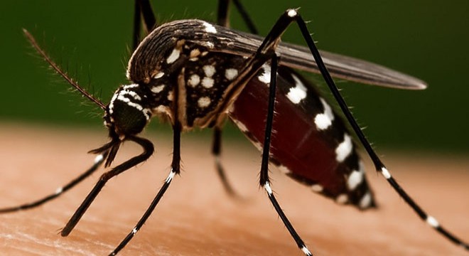 Prof. Dr. Özlü: ‘Chikungunya’ virüsü için tehdit yok