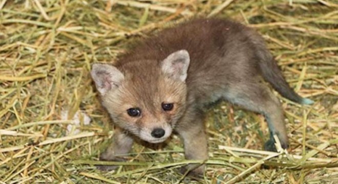 Rögara düşen tilki yavrularını itfaiye kurtardı
