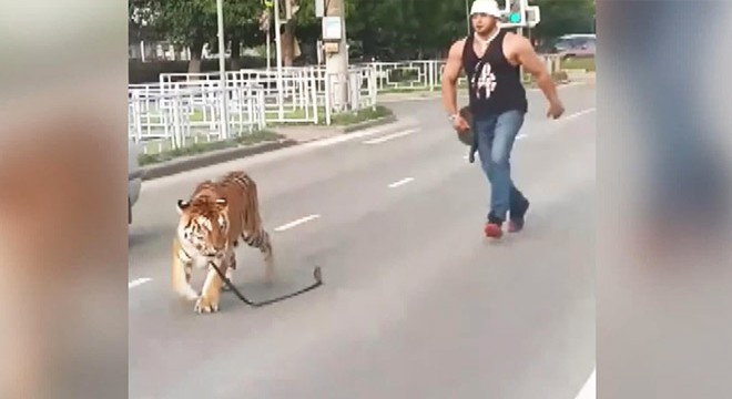 Rusya’da akılalmaz olay: Kaplan otomobilden atladı