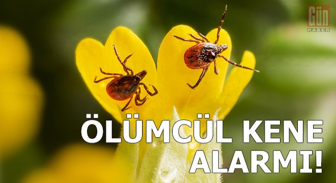 Rusya'da koronavirüsten sonra ölümcül kene alarmı!