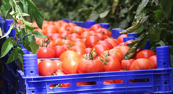 ‘Rusya, domates kotasını tamamen kaldırmalı'