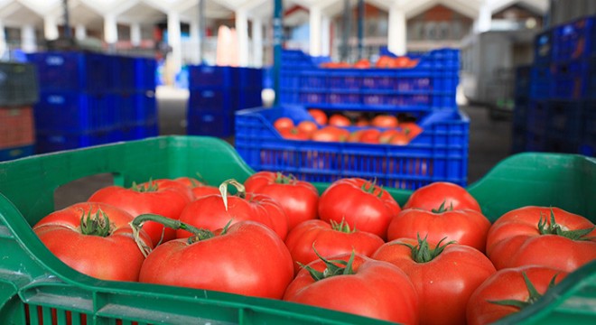 Rusya'ya domates ihracında kota 199,3 bin tonu buldu